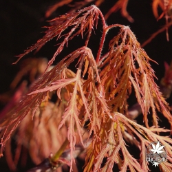 acer-palmatum-wilfran-printemps-2
