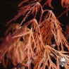 acer-palmatum-wilfran-printemps-2