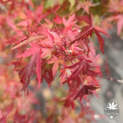 Acer-palmatum-Wilson-pink-dwarf-automne-2