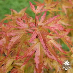 Acer-palmatum-Wilson-Pink-Dwarf-debut-d-automne