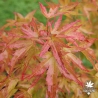 Acer-palmatum-Wilson-Pink-Dwarf-debut-d-automne