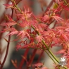 Acer-palmatum-Wilson-pink-dwarf-printemps