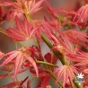 acer-palmatum-wilson-pink-dwarf-printemps-3