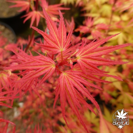 acer-palmatum-wilson-pink-dwarf-printemps-4