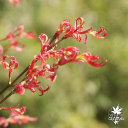 acer-palmatum-wilson-s-pink-dwarf-printemps-5