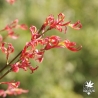 acer-palmatum-wilson-s-pink-dwarf-printemps-5