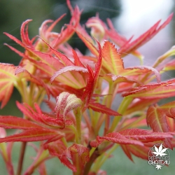 acer-palmatum-wilson-pink-dwarf-printemps-2