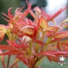 acer-palmatum-wilson-pink-dwarf-printemps-2
