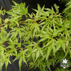 acer-palmatum-wilson-pink-dwarf-ete