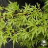 acer-palmatum-wilson-pink-dwarf-ete
