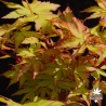 acer-palmatum-winter-flame-printemps