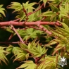 acer-palmatum-winter-flame-ecorce-printemps