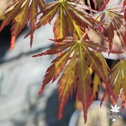Acer-palmatum-Wou-nishiki-printemps