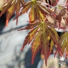 Acer-palmatum-Wou-nishiki-printemps