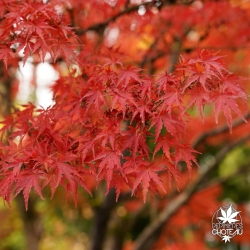 acer-palmatum-wou-nishiki-automne