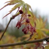 acer-palmatum-wou-nishiki-fleurs