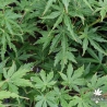 Acer-palmatum-Wou-nishiki-ete