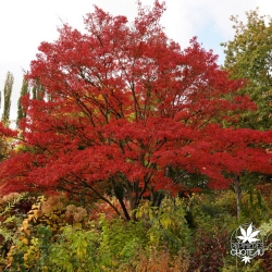 acer-palmatum-wou-nishiki-adulte-automne