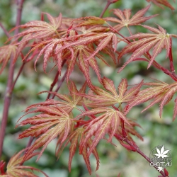 acer-palmatum-wou-nishiki-printemps-2