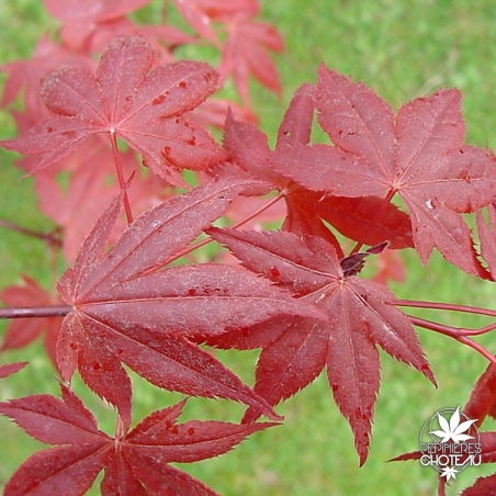 acer-palmatum-yezo-nishiki-printemps