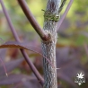 acer-palmatum-yezo-nishiki-ecorce