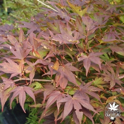 acer-palmatum-yezo-nishiki-ete