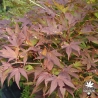 acer-palmatum-yezo-nishiki-ete