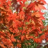 acer-palmatum-yezo-nishiki-fin-de-printemps