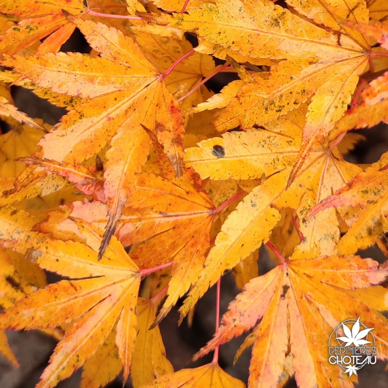 Acer-palmatum-Zoe-automne-2