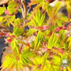 Acer-palmatum-Zoe-printemps