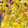 Acer-palmatum-Zoe-printemps