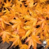 Acer-palmatum-Zoe-automne
