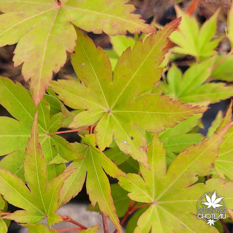 Acer-palmatum-Zokumei-ete-2