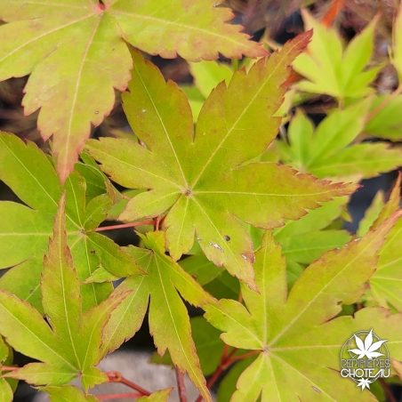 Acer-palmatum-Zokumei-ete-2