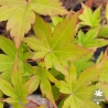 Acer-palmatum-Zokumei-ete-2