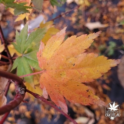 Acer-palmatum-Zokumei-automne