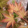 Acer-palmatum-Zokumei-printemps-2