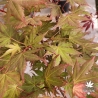 Acer-palmatum-Zokumei-printemps
