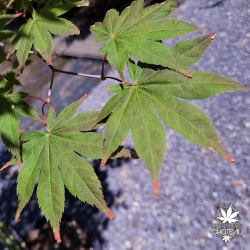 Acer-palmatum-Zokumei-ete