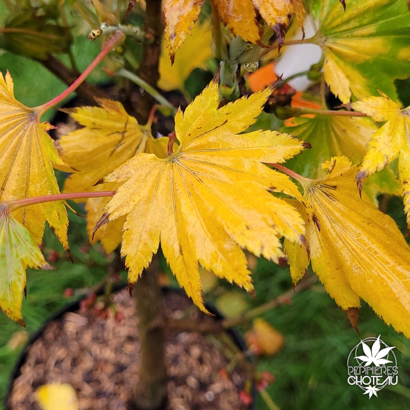 Acer-shirasawanum-Aureum-automne-2