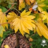Acer-shirasawanum-Aureum-automne-2