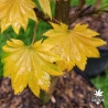 Acer-shirasawanum-Aureum-automne