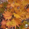 Acer-shirasawanum-Aureum-debut-d-automne
