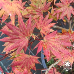 Acer-shirasawanum-Autumn-moon-automne