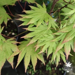 Acer-shirasawanum-Autumn-moon-ete