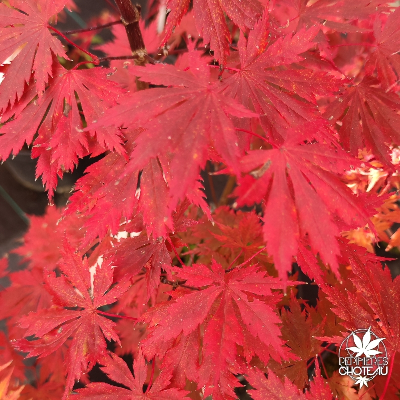 Acer-shirasawanum-Gloria-automne