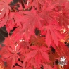 Acer-shirasawanum-Gloria-automne
