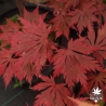Acer-shirasawanum-Gloria-debut-d-automne