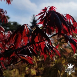 Acer-shirasawanum-Gloria-fin-de-printemps