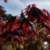 Acer-shirasawanum-Gloria-fin-de-printemps